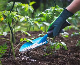 آماده سازی خاک باغ و باغچه برای کاشت توسط تیم حرفه ای گیل گل در فومن که سال هاست در زمینه احیا و ایجاد فضای سبز ویلاها و اماکن عمومی در حال فعالیت هستند