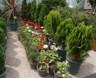 هایپر ساختمانی گیل گل، با ارائه ی طیف گسترده ای از درختچه های زینتی در فومن، به شما کمک می کند تا باغ و باغچه خود را به زیباترین شکل ممکن آراسته کنید.